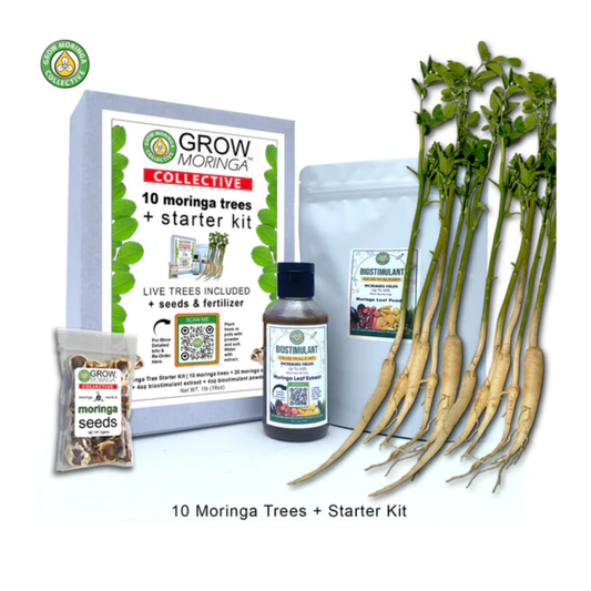 10 Moringa Trees Starter Kit | Pre-Sale Special